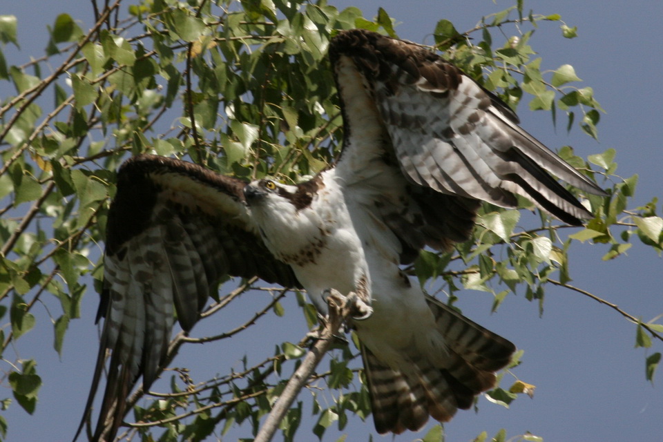 Osprey