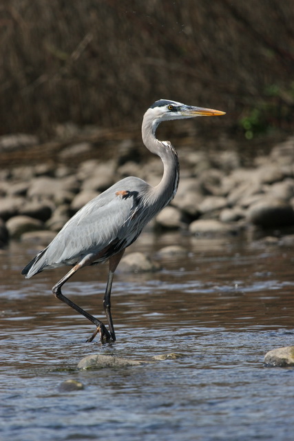 River Heron