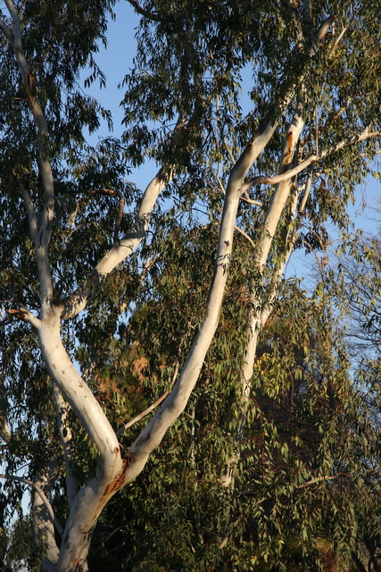 Eucalyptus Tree