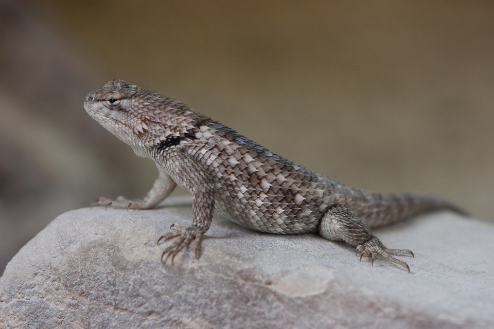 Little Lizard