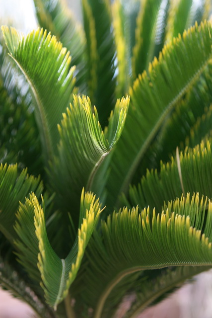Palm Fronds