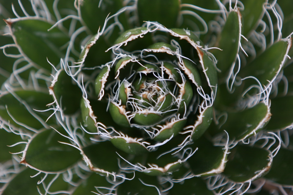 Small Cactus