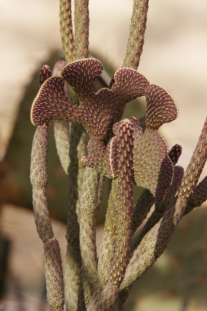 Flathead Cactus