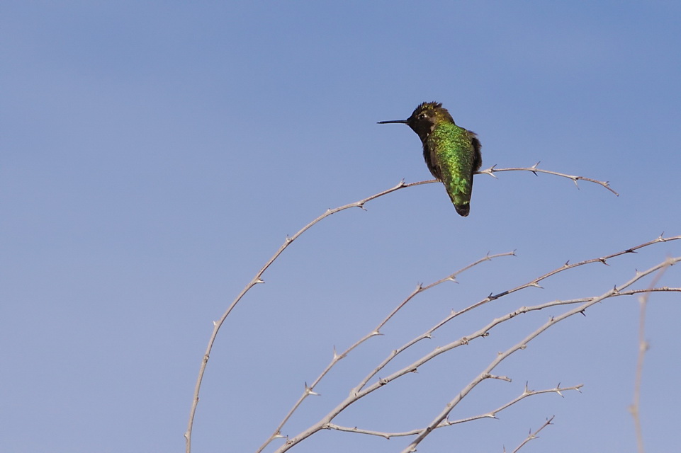 Neon Hummingbird
