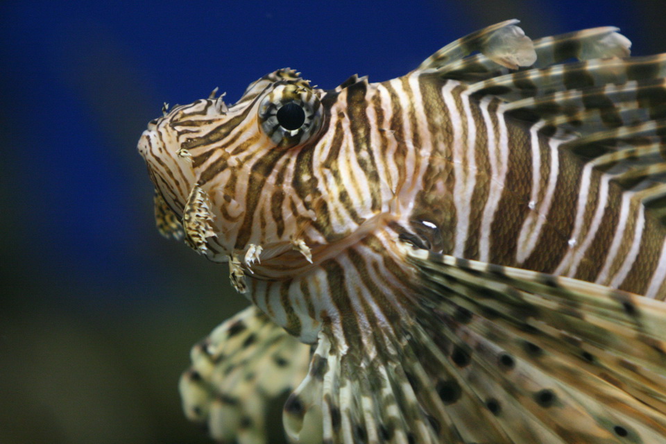 Las Vegas Fish