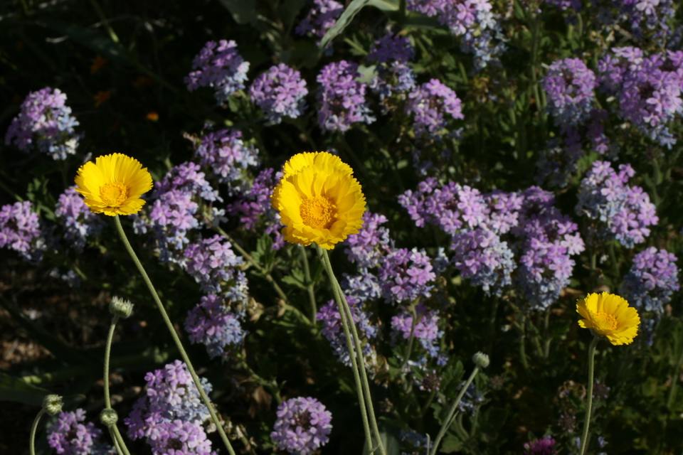 Yellow on Purple