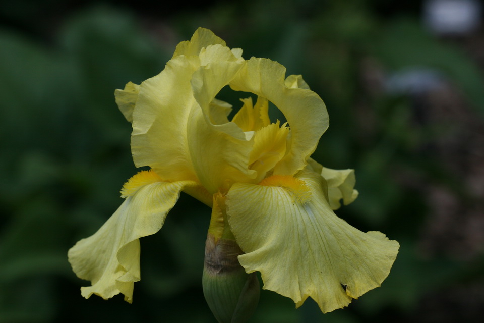 Soft Yellow