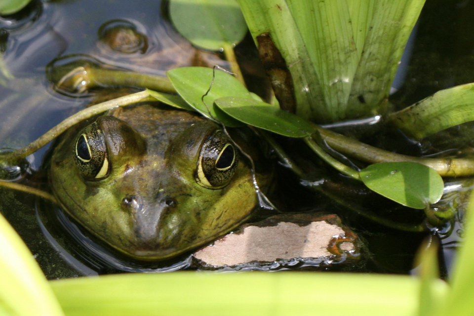 Frog and Seek