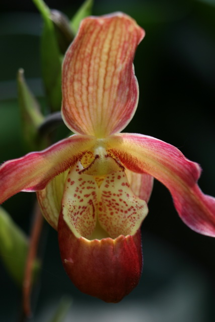 Red Pitcher Orchid