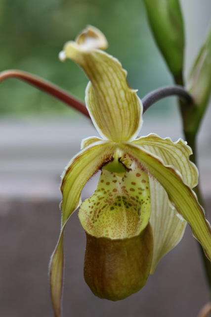 Green Pitcher