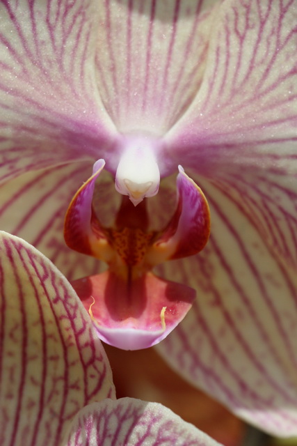 Close to an Orchid