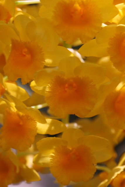 Burst of Yellow