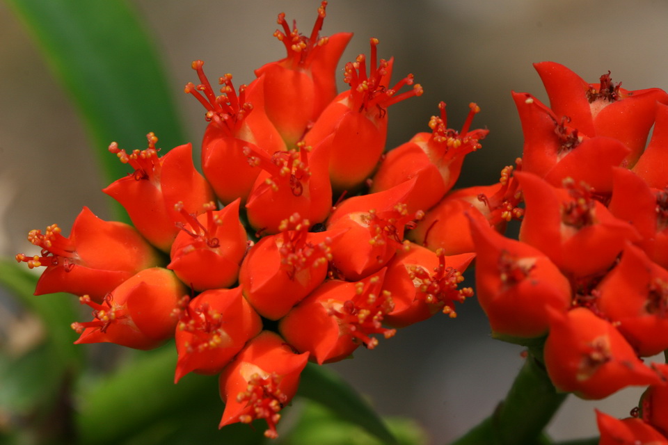 Red Buds