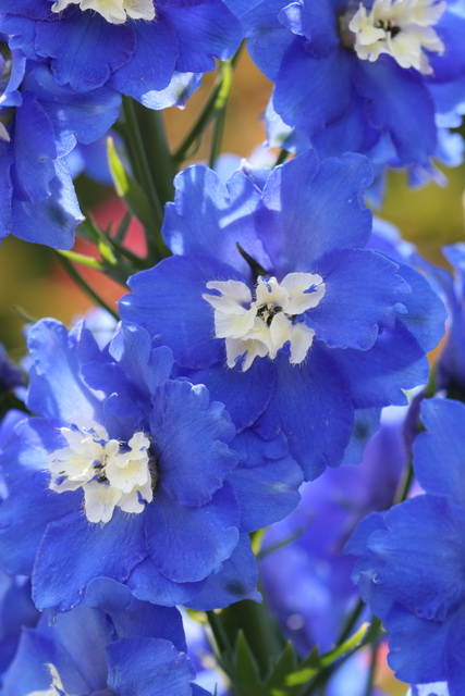 Blue Wall