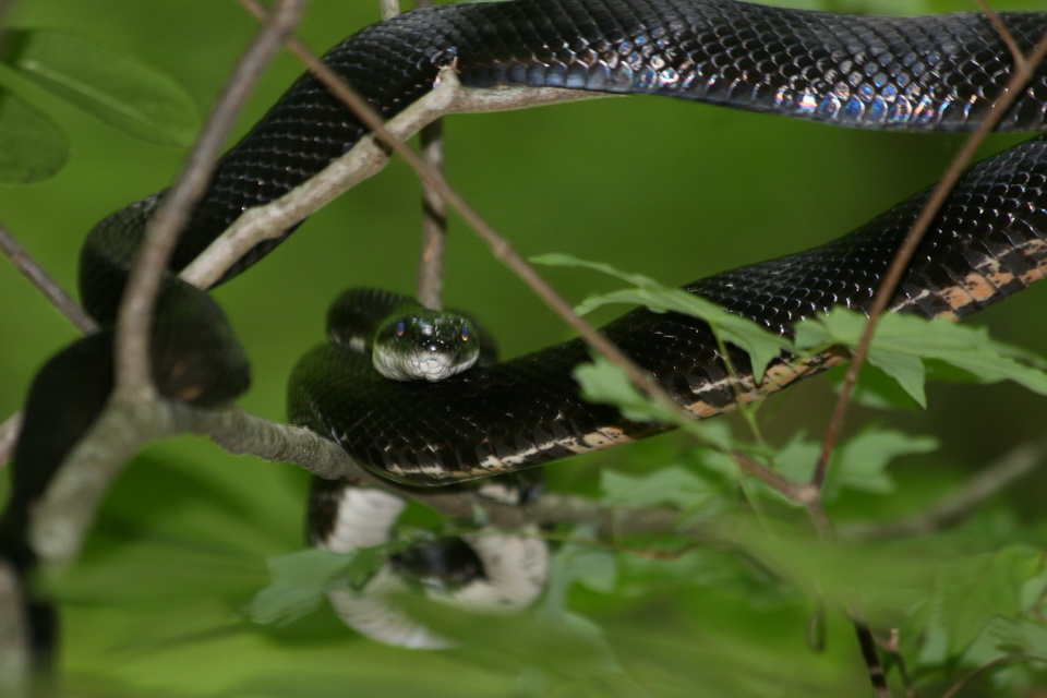Snake Head On