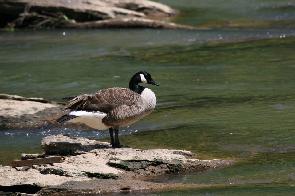 Goose on a Rock