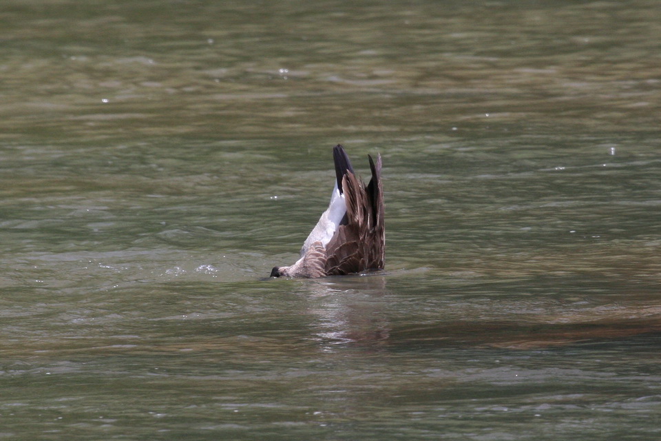 River Dining