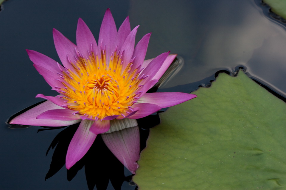 Purple Lilly