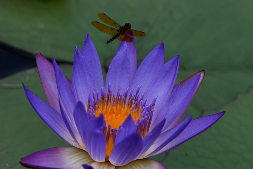 Lilly and Dragonfly