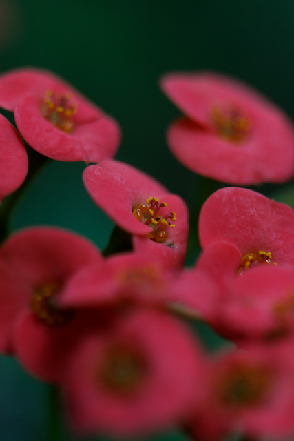 Red Buttons