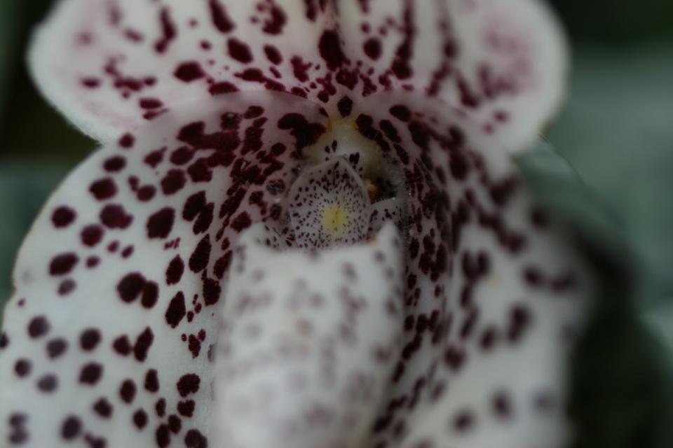 Tunnel of Spots