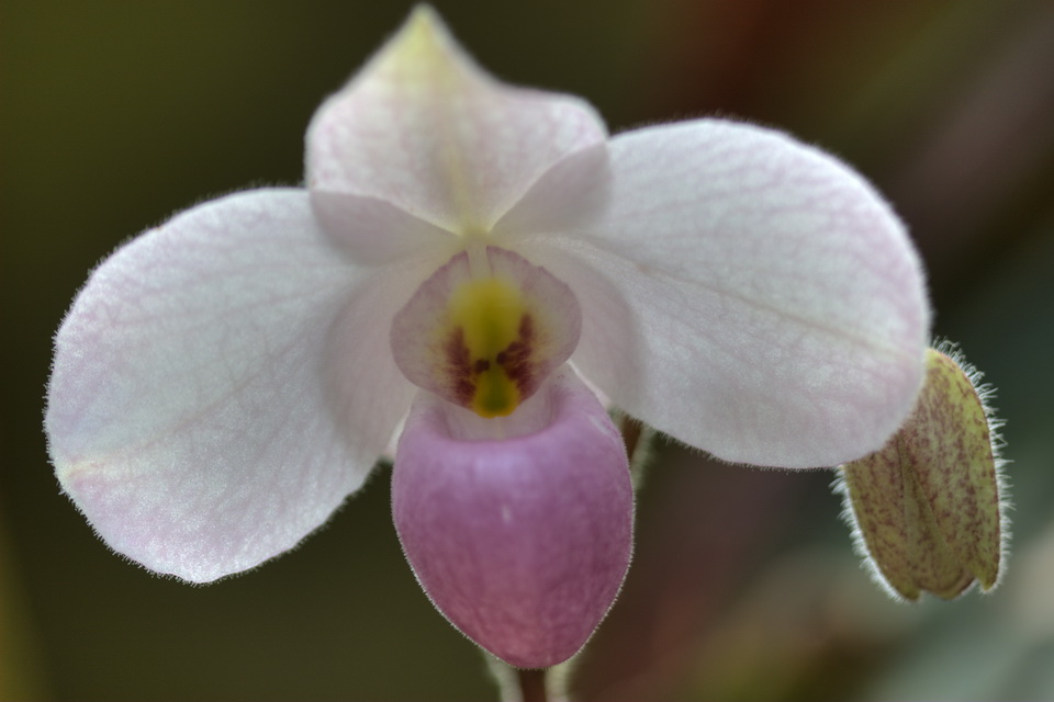 White Orchid