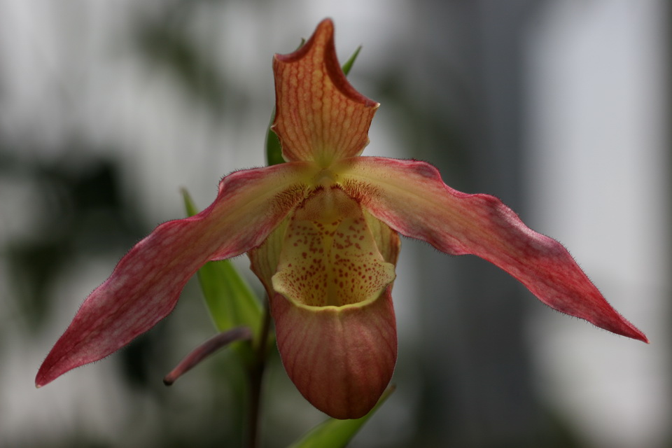 Orchid Pitcher