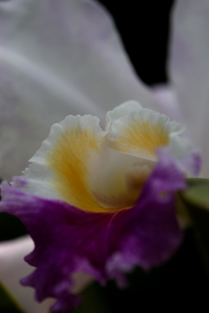 Purple and Yellow