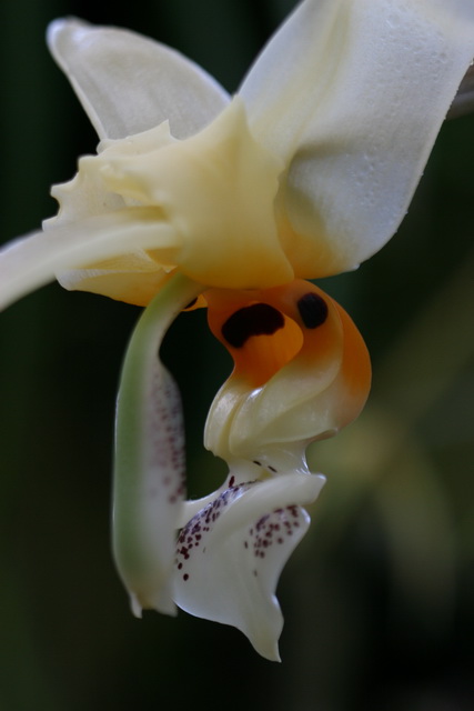 That is a Flower?
