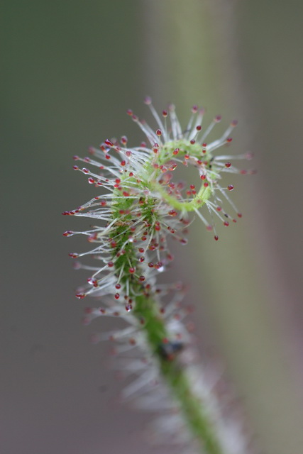 Sticky Plant