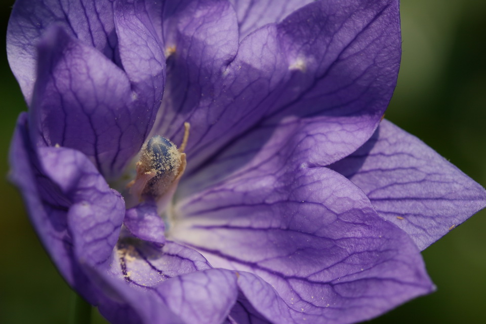 Blue Perl