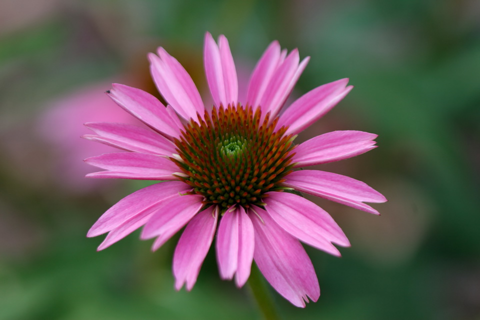 Purple Daisy