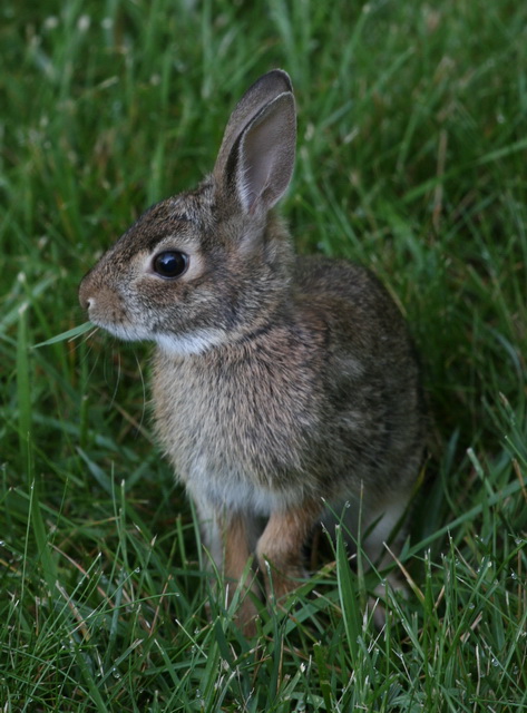 Hungry Bunny