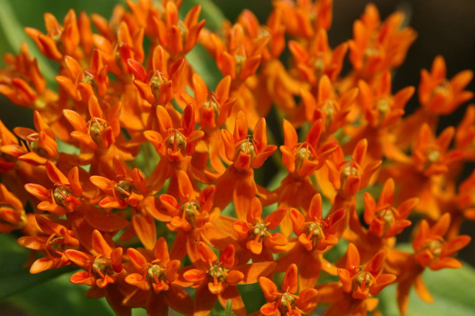 Orange Storm