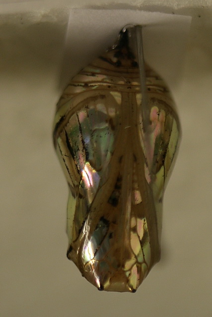 Chrysalis