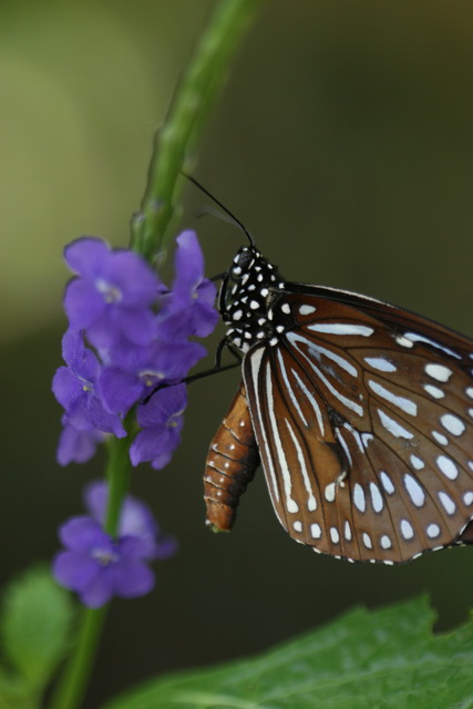 Blue and Brown