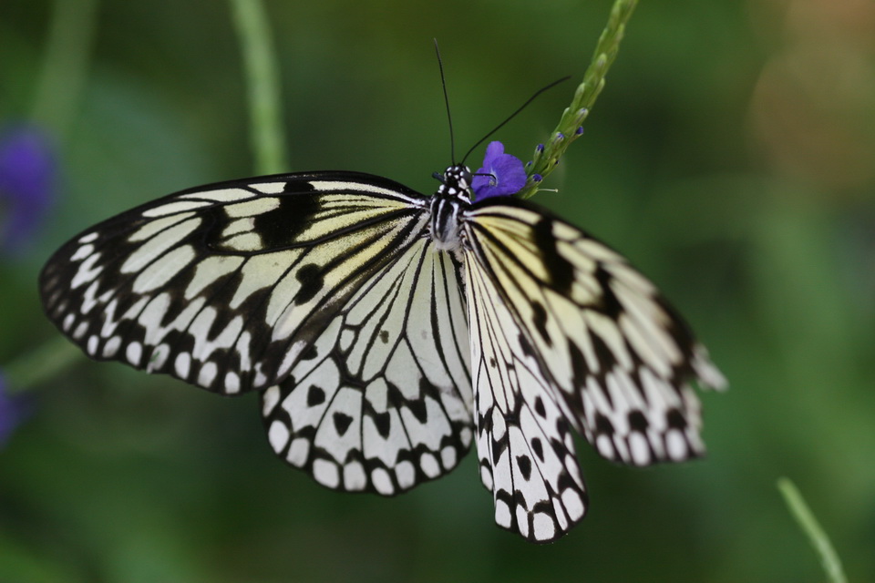 Butterfly on a Blue Flower