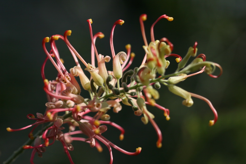 Flower Ballet