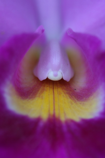 Classic Orchid