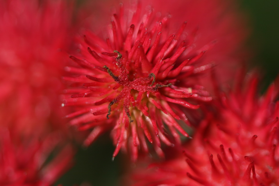 Castor Bean