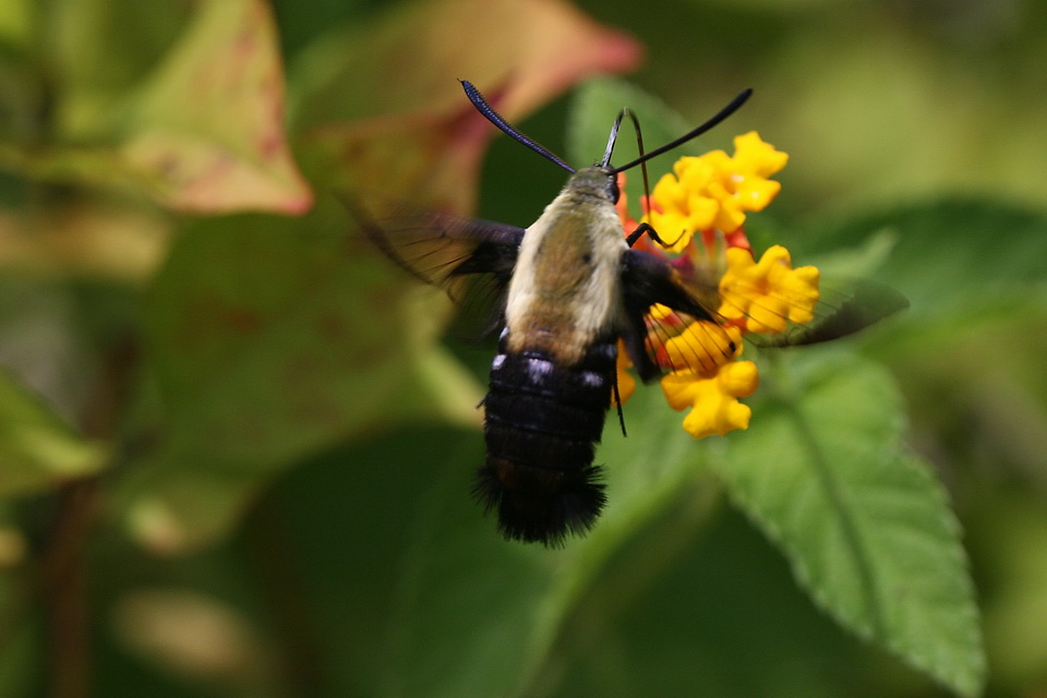 Furry ButterBee