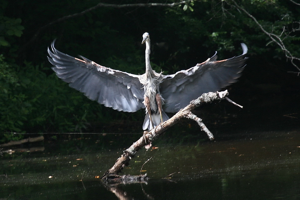 Please Fold Those Wings..