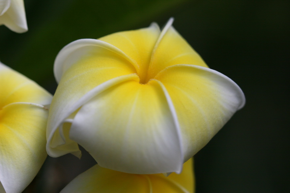 Flower Puff
