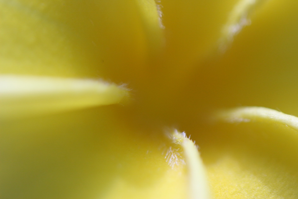 Petal Walls