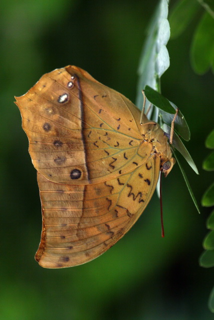 Butterfly or Leaf