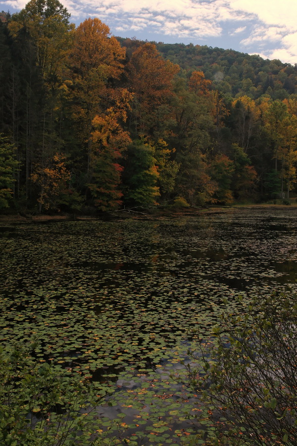 Lilly Pad Pond