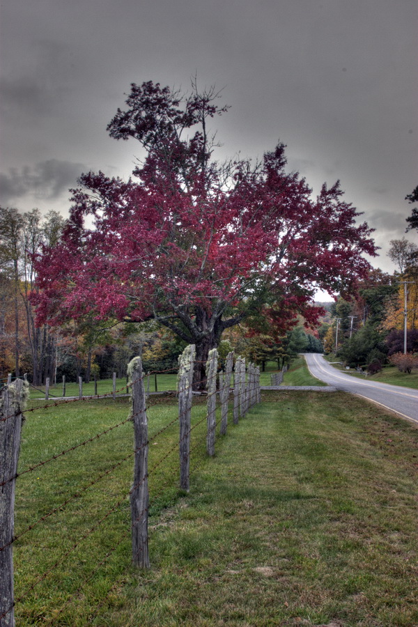 Red Tree