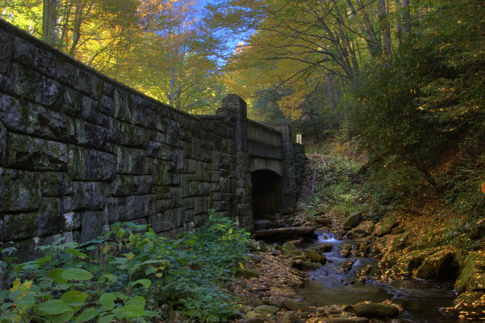 Forest Bridge