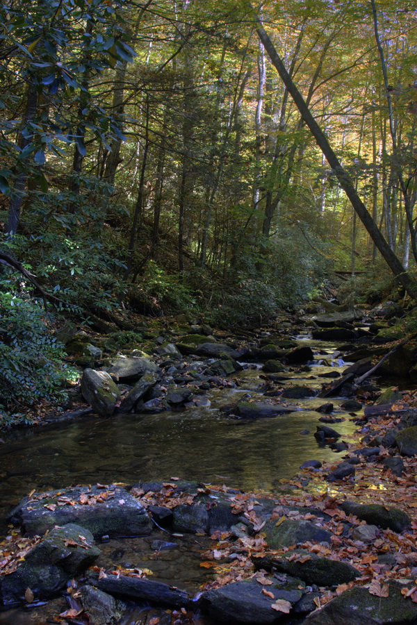 Forest Stream