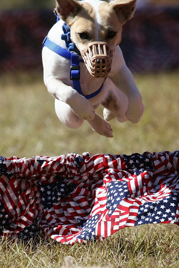 Flying Pup